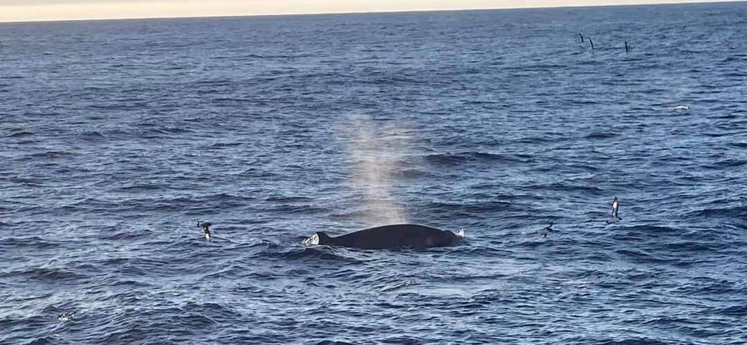 Image of Shepherd's Beaked Whale