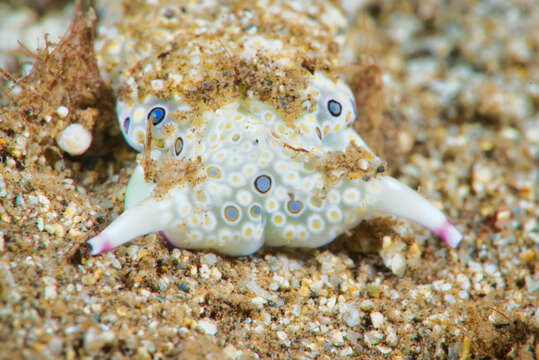 Image of Flat camouflaged slug