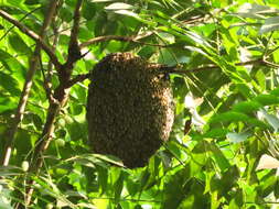 Image of black dwarf honey bee