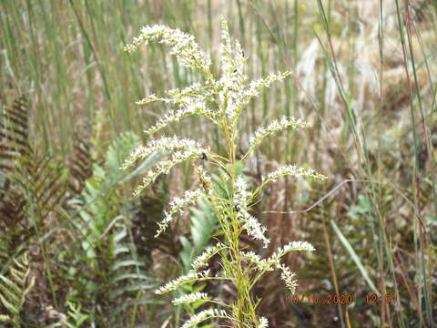 Imagem de Eupatorium leptophyllum DC.