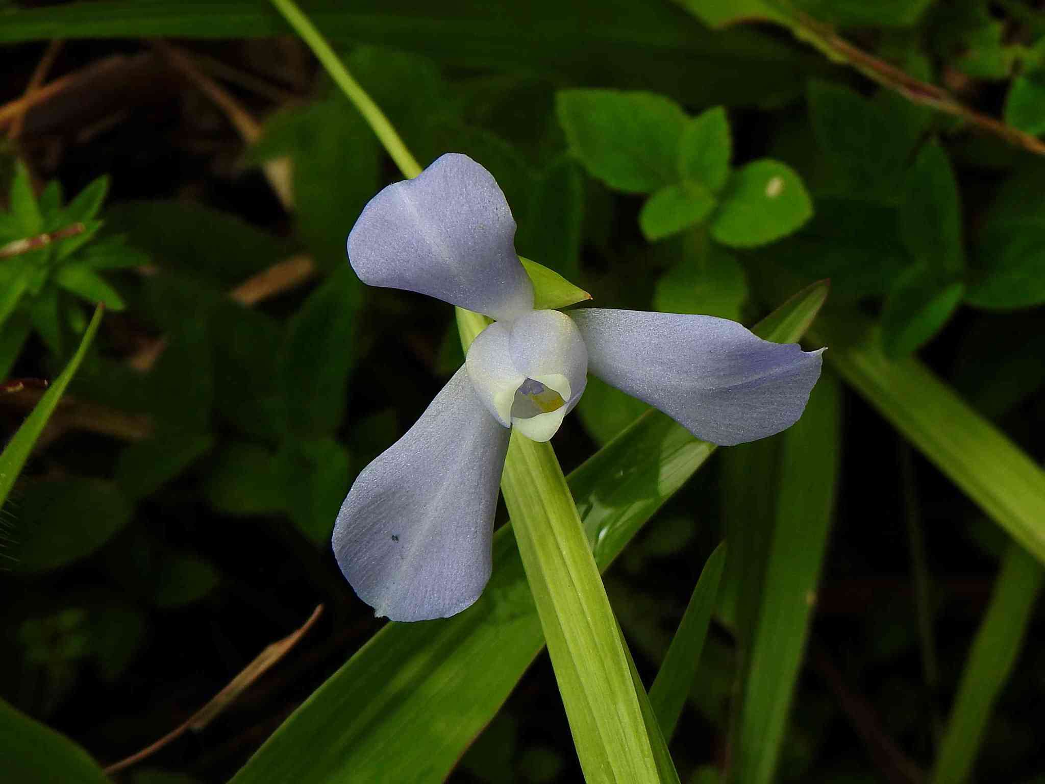 Imagem de Cipura paludosa Aubl.