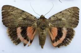 Image of Darling Underwing