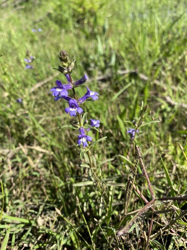 Image of Stemodia palustris A. St. Hil.