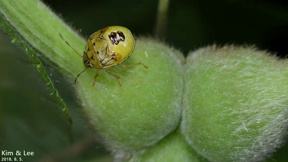 Image of Stink bug