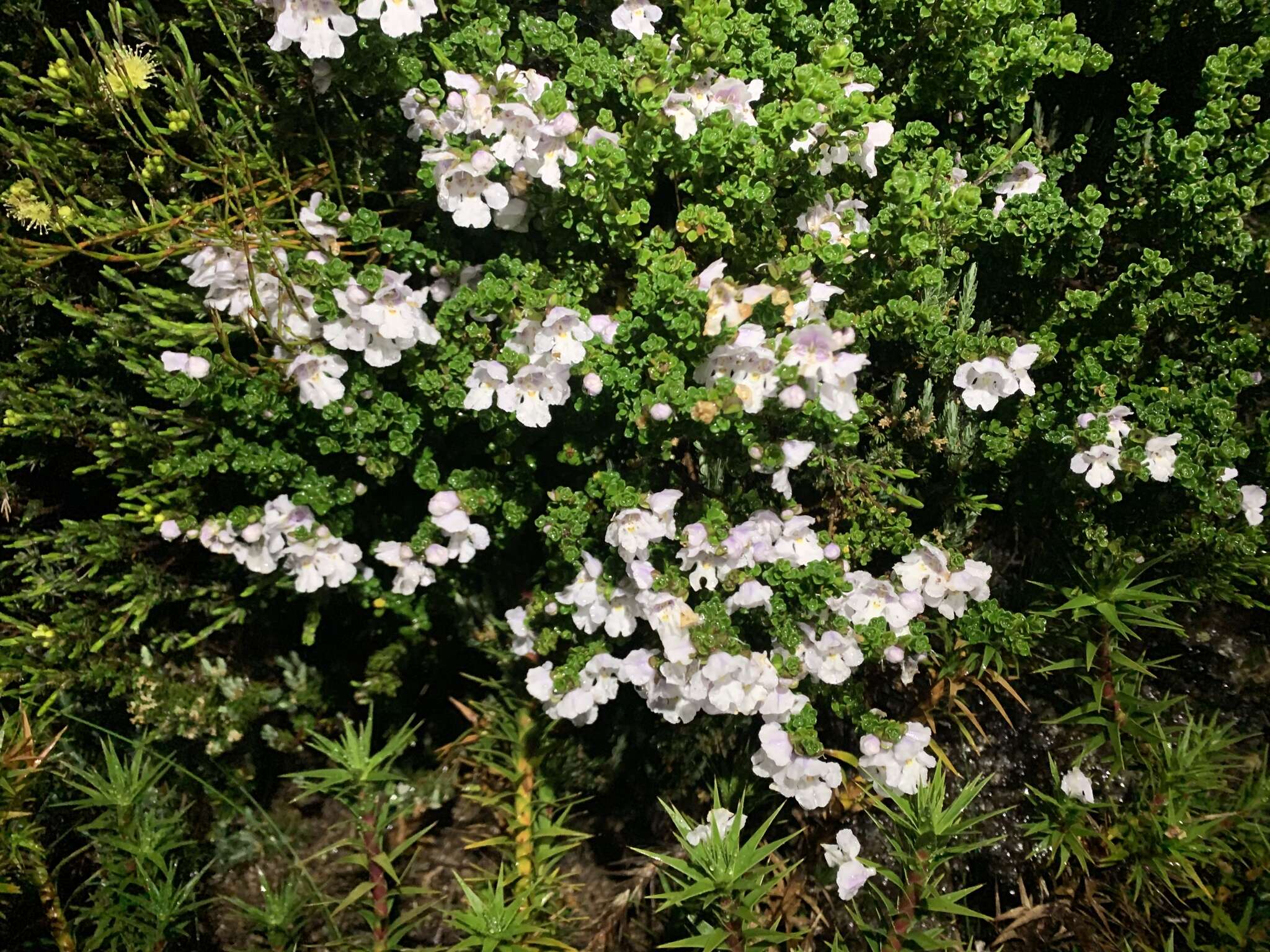 Imagem de Prostanthera cuneata Benth.