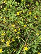 Image of Mississippi Buttercup