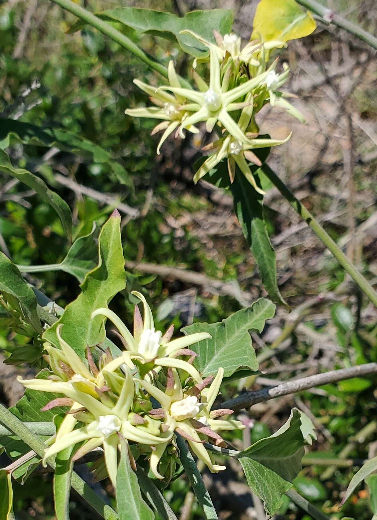 صورة Araujia odorata (Hook. & Arn.) Fontella & Goyder