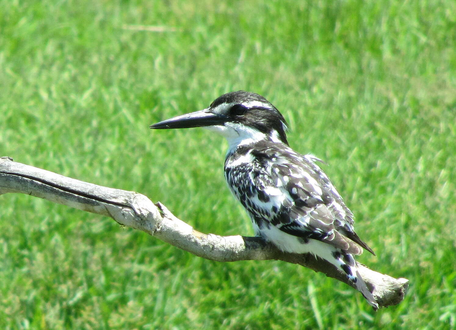 Image of Ceryle rudis rudis (Linnaeus 1758)