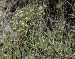 Image of James' buckwheat