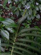 Image of Glaphyropteridopsis erubescens (Wall. ex Hook.) Ching