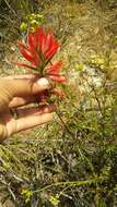 Слика од Castilleja subinclusa var. jepsonii (Bacig. & Heckard) J. M. Egger