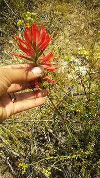 Слика од Castilleja subinclusa var. jepsonii (Bacig. & Heckard) J. M. Egger