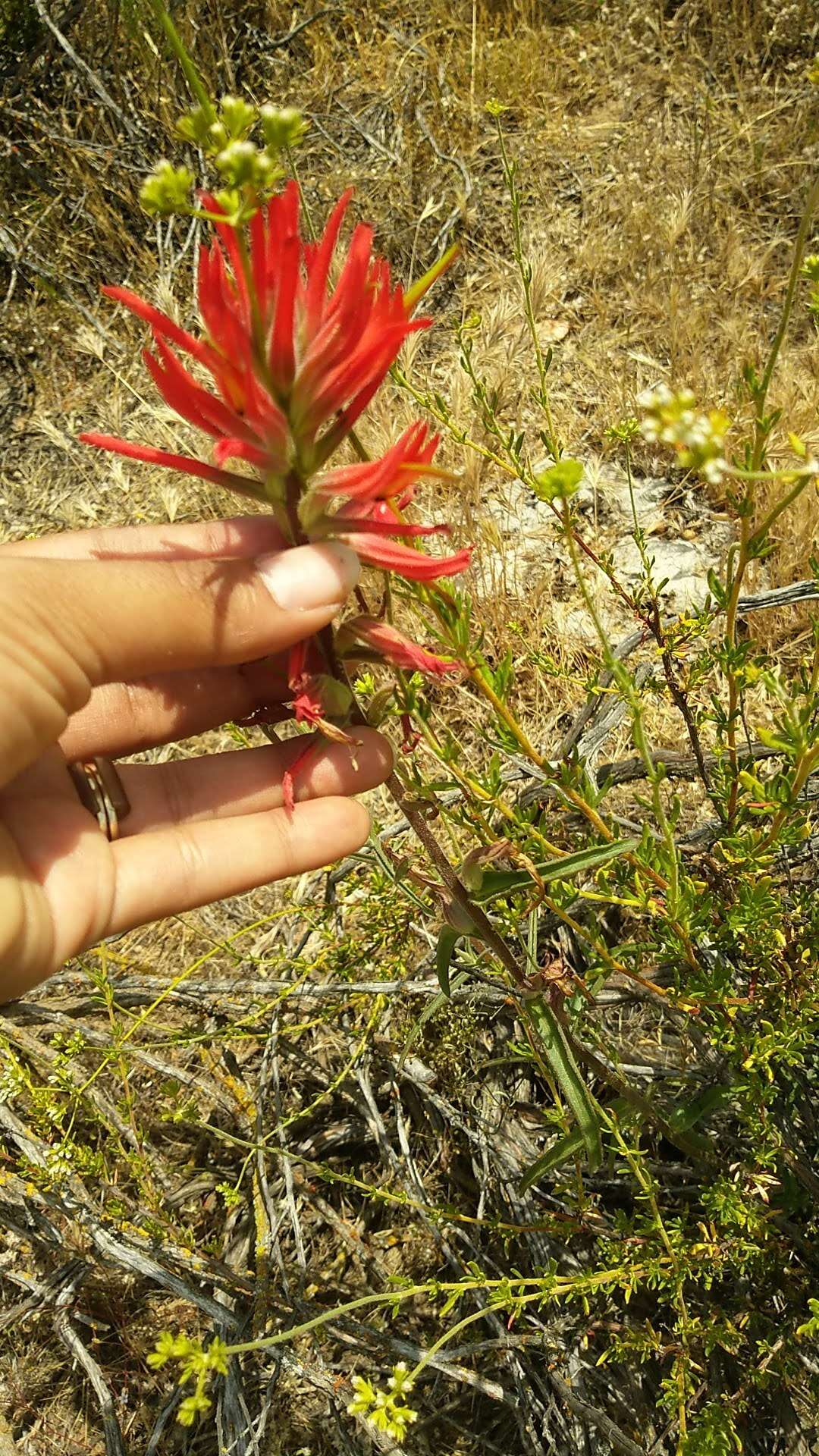 Слика од Castilleja subinclusa var. jepsonii (Bacig. & Heckard) J. M. Egger