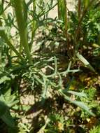 Image of leafstem tickseed