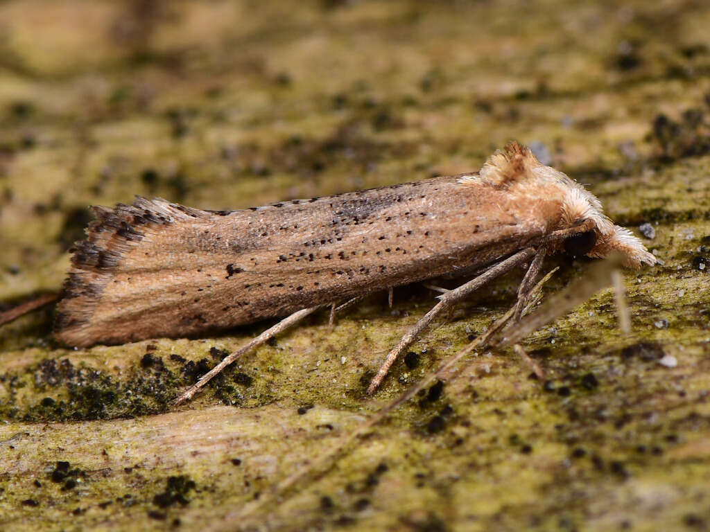 Cochylimorpha decolorella Zeller 1839的圖片