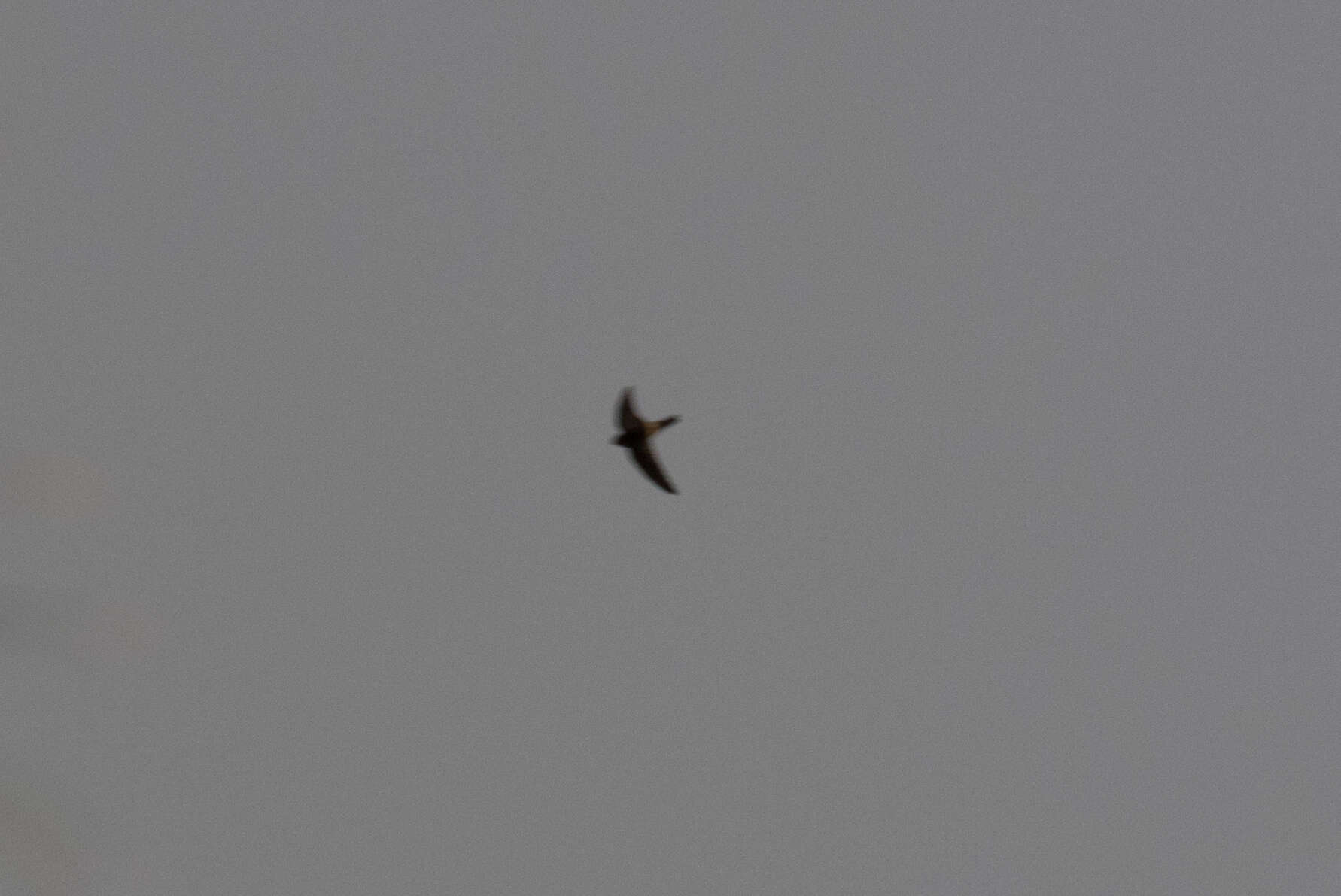 Image of White-rumped Swiftlet