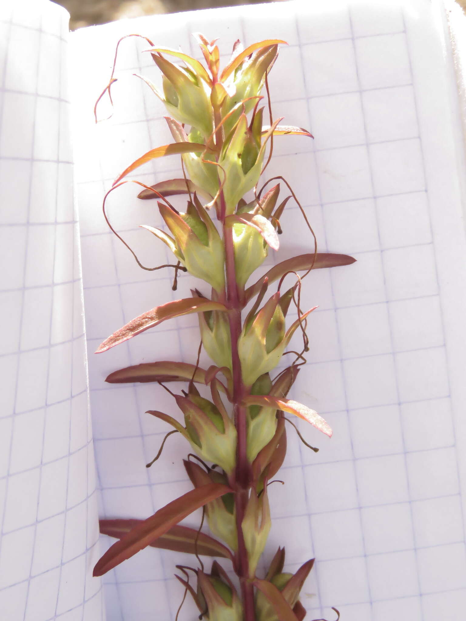 Image of Lamourouxia dasyantha (Cham. & Schltdl.) W. R. Ernst