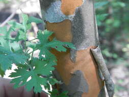 Image of parsley hawthorn