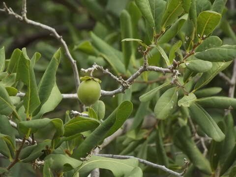 Слика од Diospyros californica (Brandegee) I. M. Johnst.