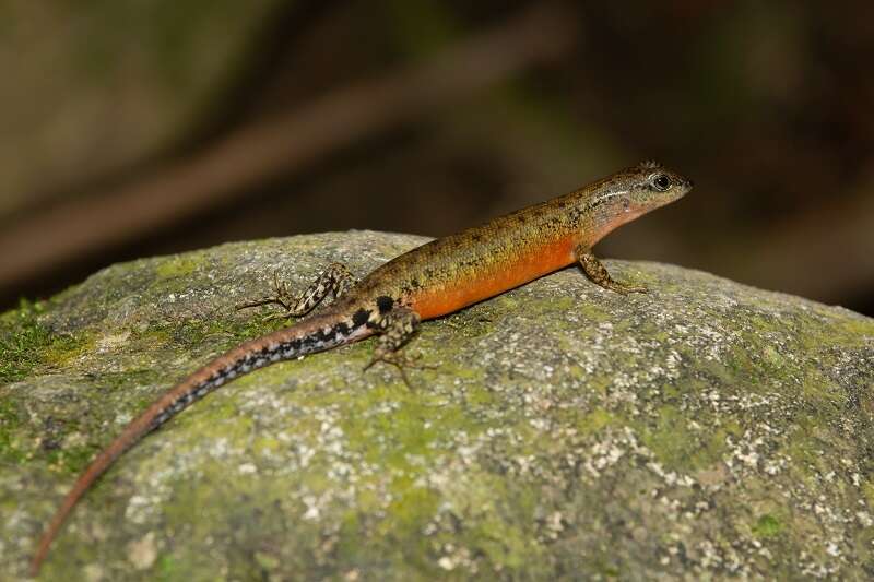 Sphenomorphus sabanus Inger 1958 resmi