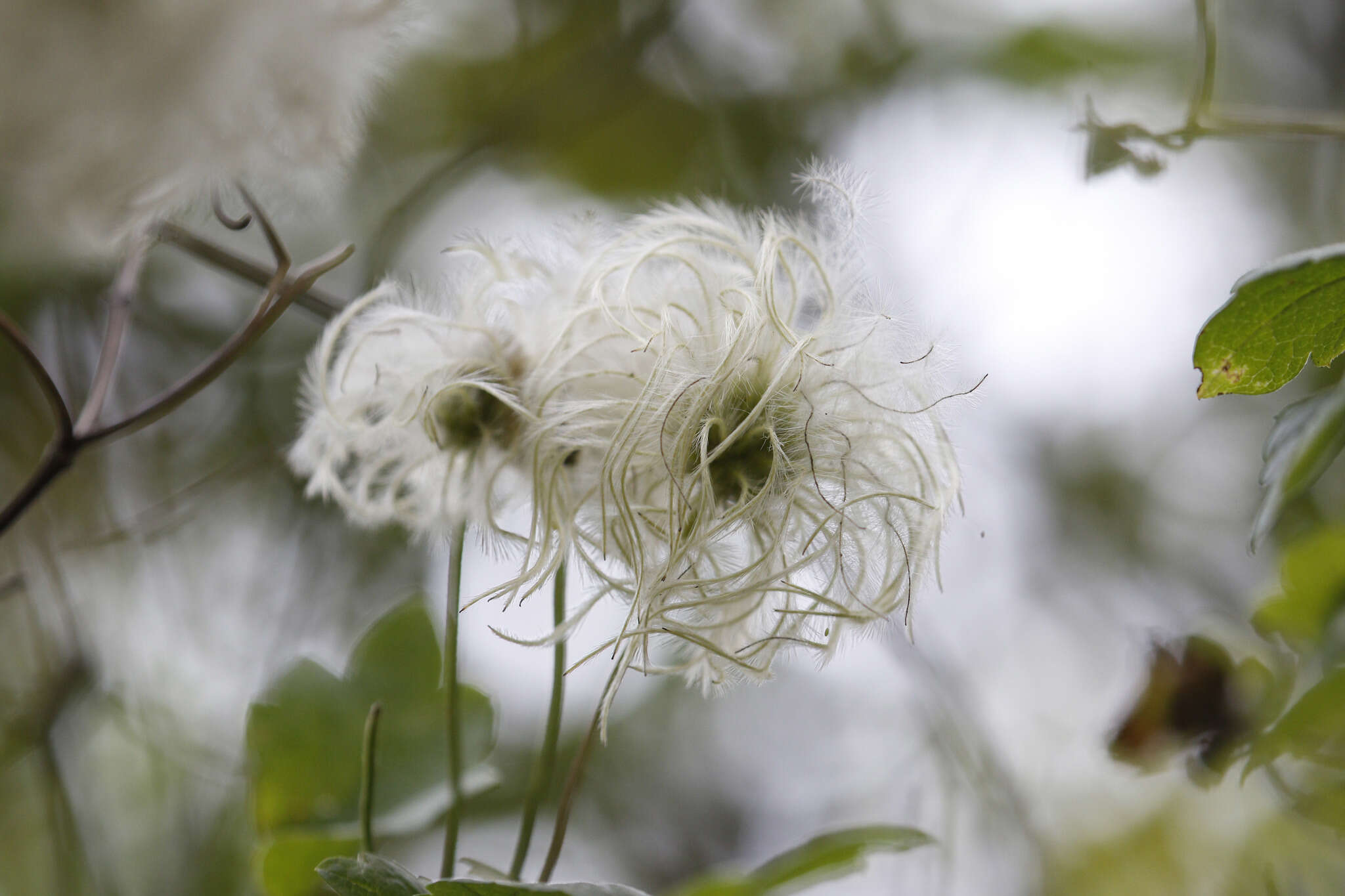 Image of pipestem clematis