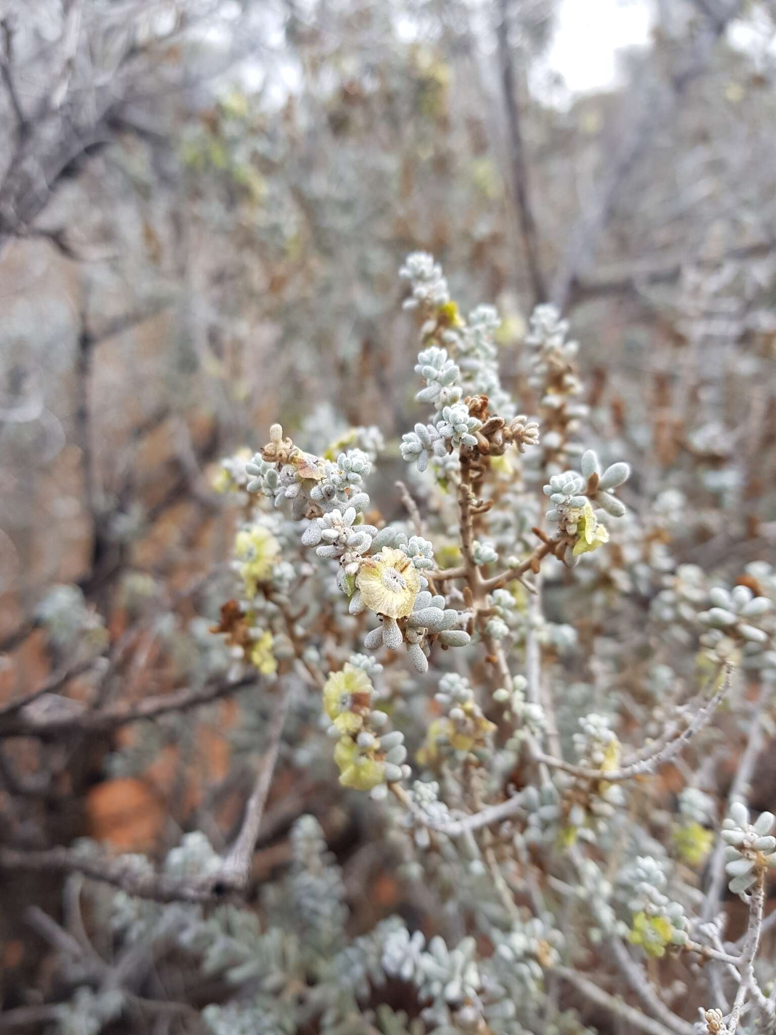 Plancia ëd Maireana sedifolia (F. Müll.) P. G. Wilson