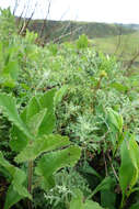 Stachys bullata Benth. resmi