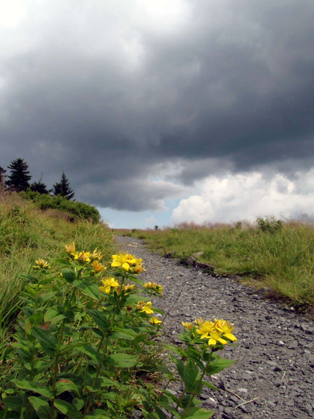 Image of Blue Ridge St. John's-Wort