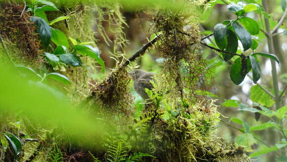 Image of warbler-finch