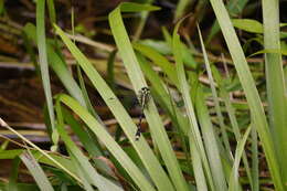 Asiagomphus hainanensis (Chao 1953) resmi