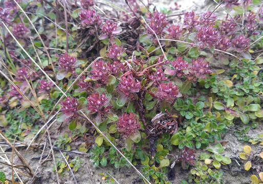 Thymus reverdattoanus Serg. resmi