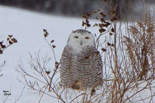 Image of Snowy Owl