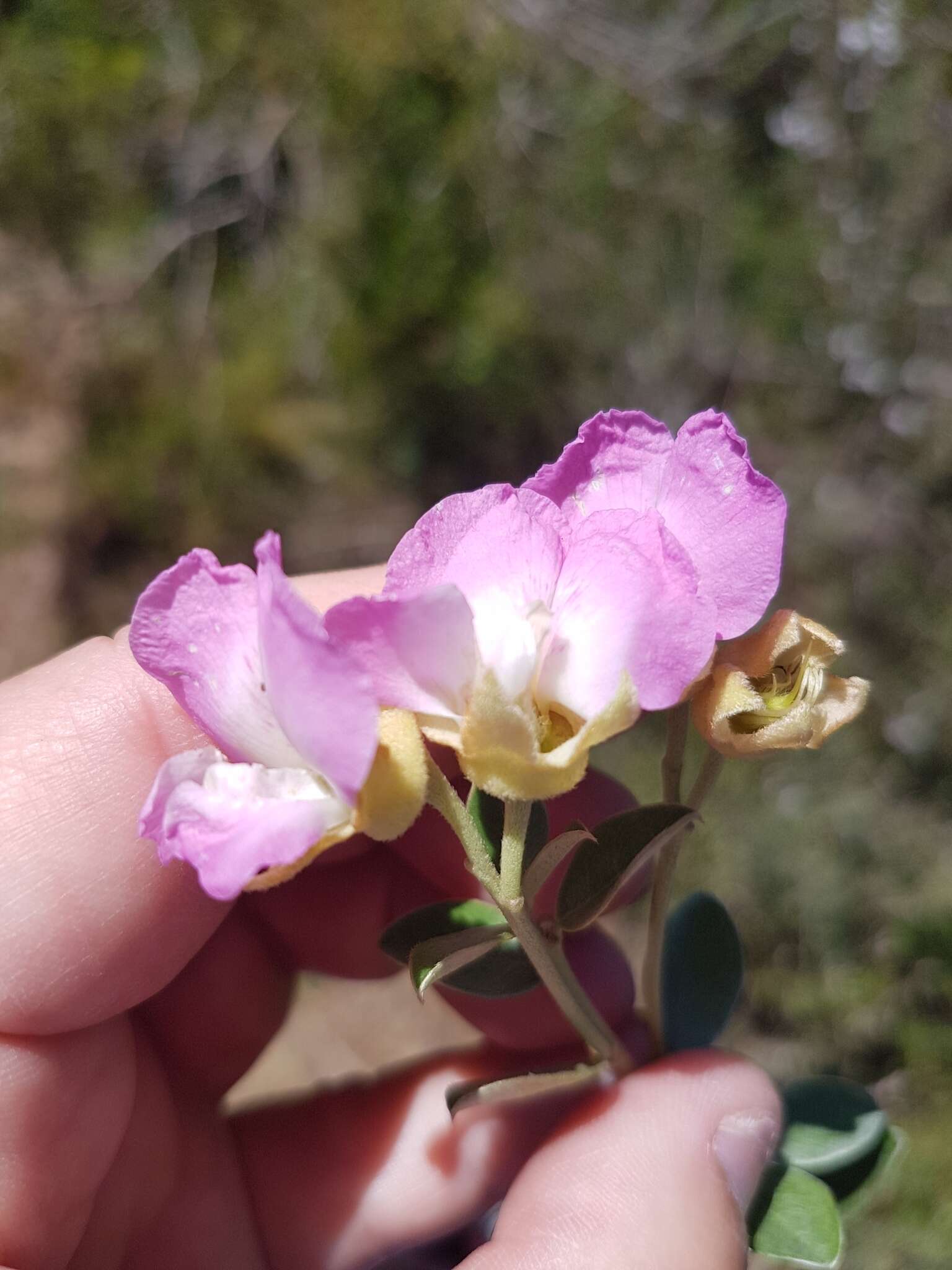 Plancia ëd Podalyria microphylla E. Mey.