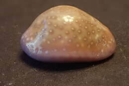 Image of Cowrie