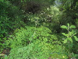 Sivun Thalictrum foliolosum DC. kuva