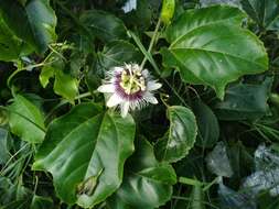 Sivun Passiflora edulis flavicarpa Deg. kuva