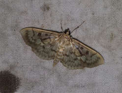 Image of Zigzag Herpetogramma