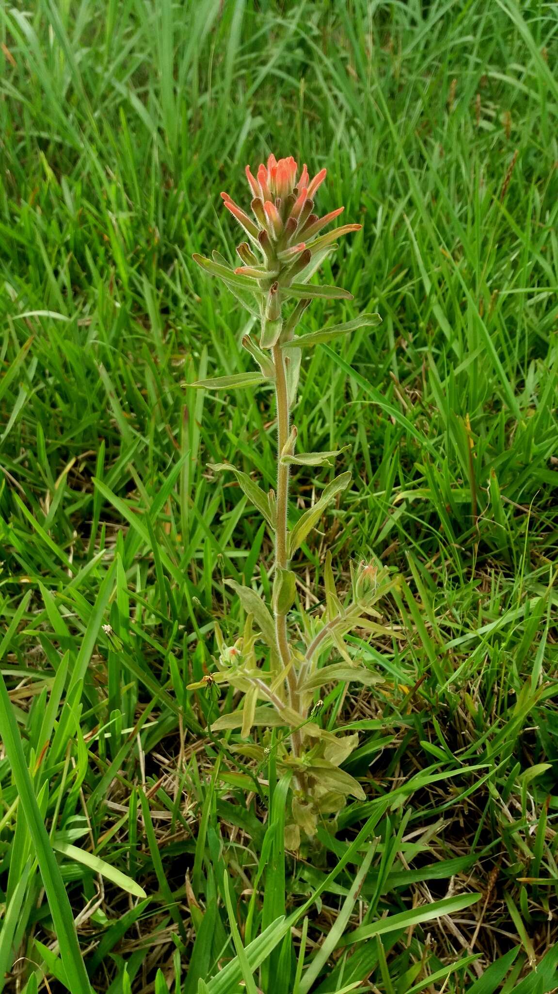 Image of Castilleja arvensis var. pastorei