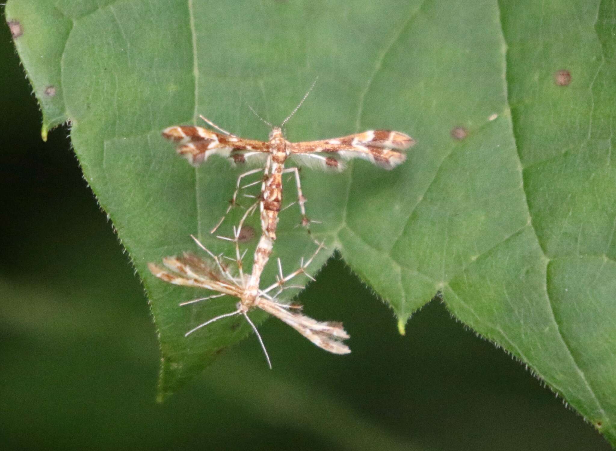 Image de Sphenarches ontario (McDunnough 1927)