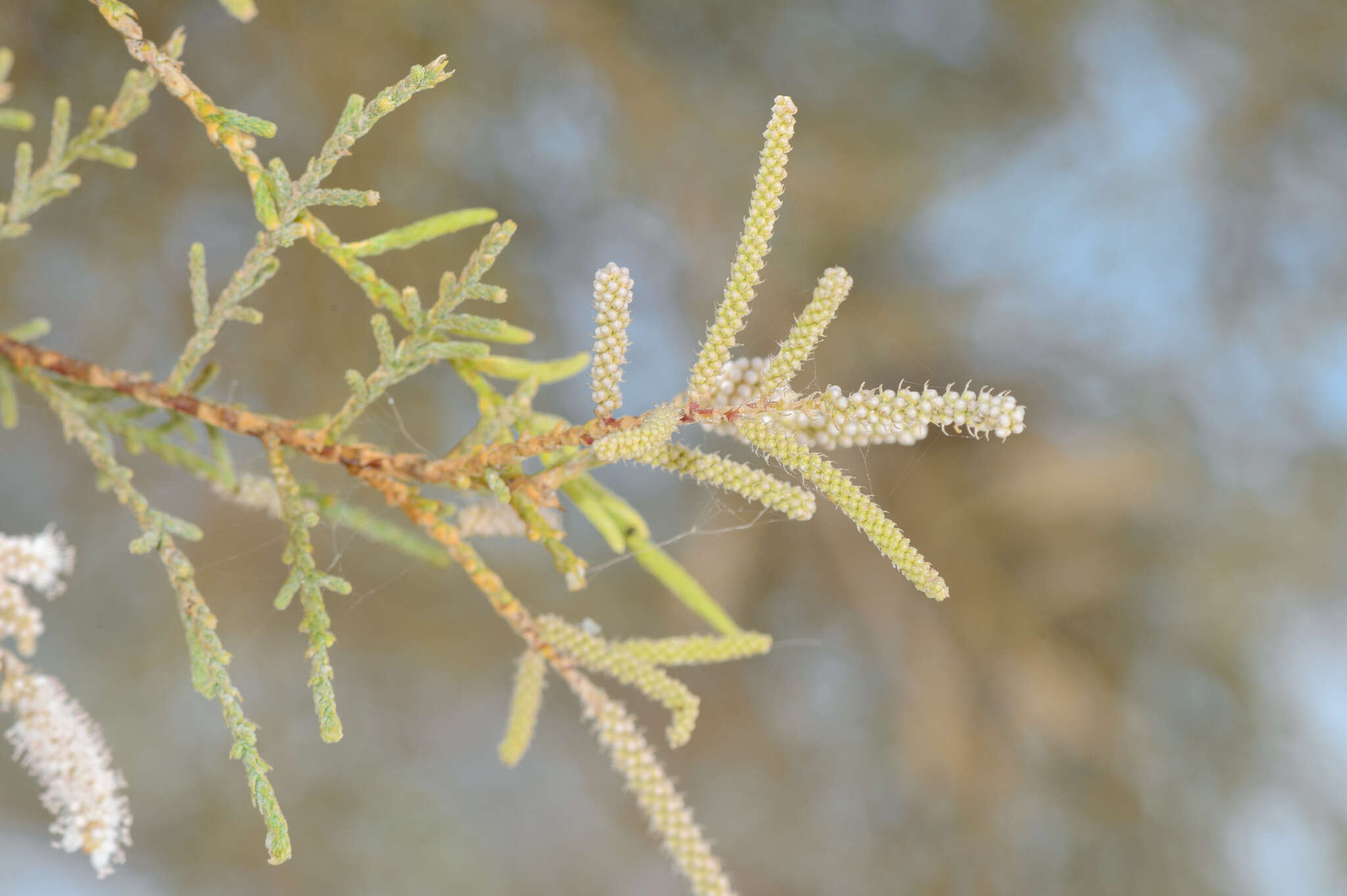 Plancia ëd Tamarix nilotica (Ehrenb.) Bunge