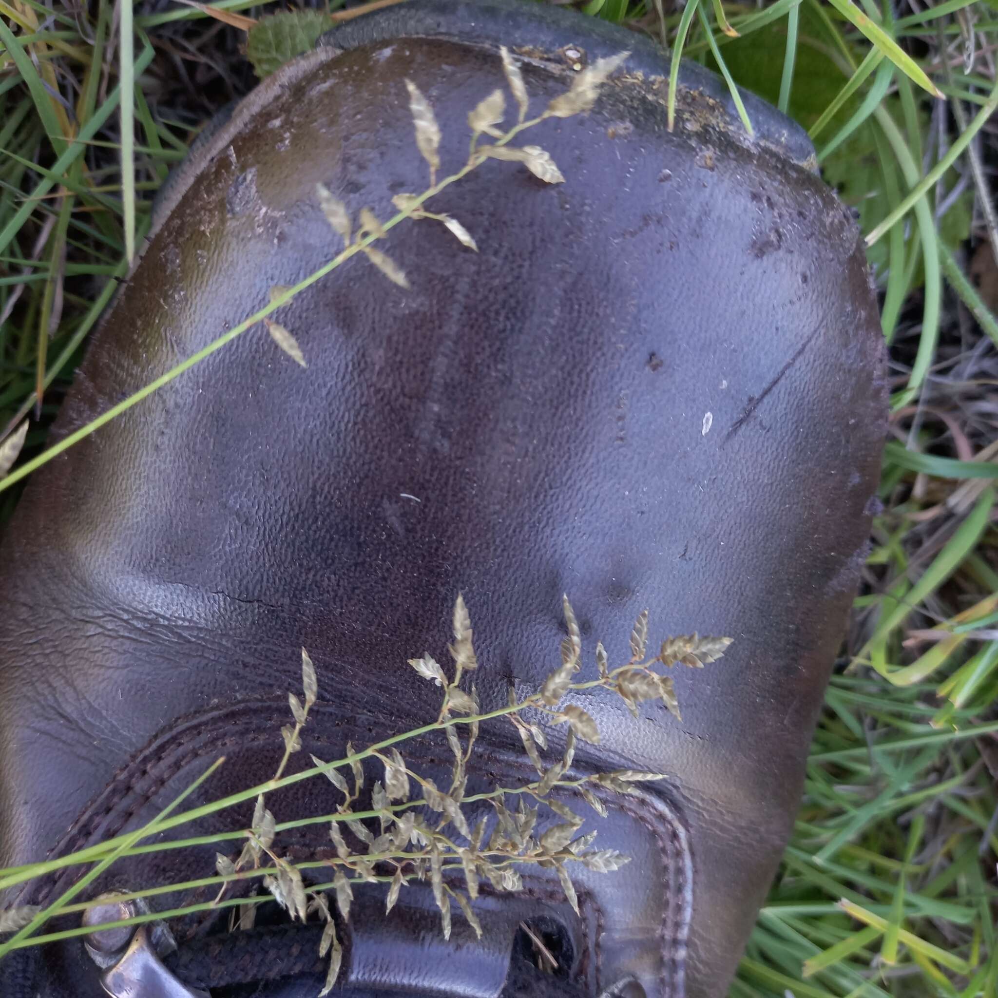 Image of Narrow heart love grass