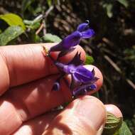 Image de Salvia concolor Lamb. ex Benth.