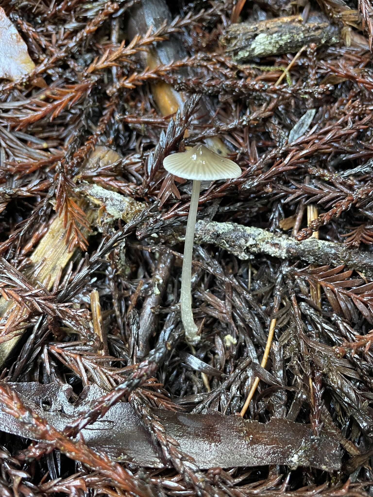 Image of Mycena quiniaultensis Kauffman 1935