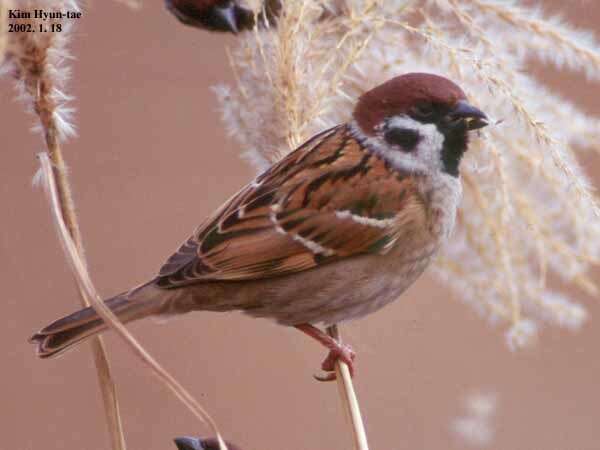 Image of Eurasian Tree Sparrow