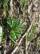 صورة Nicotiana suaveolens Lehm.