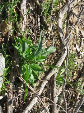 Image of Australian tobacco