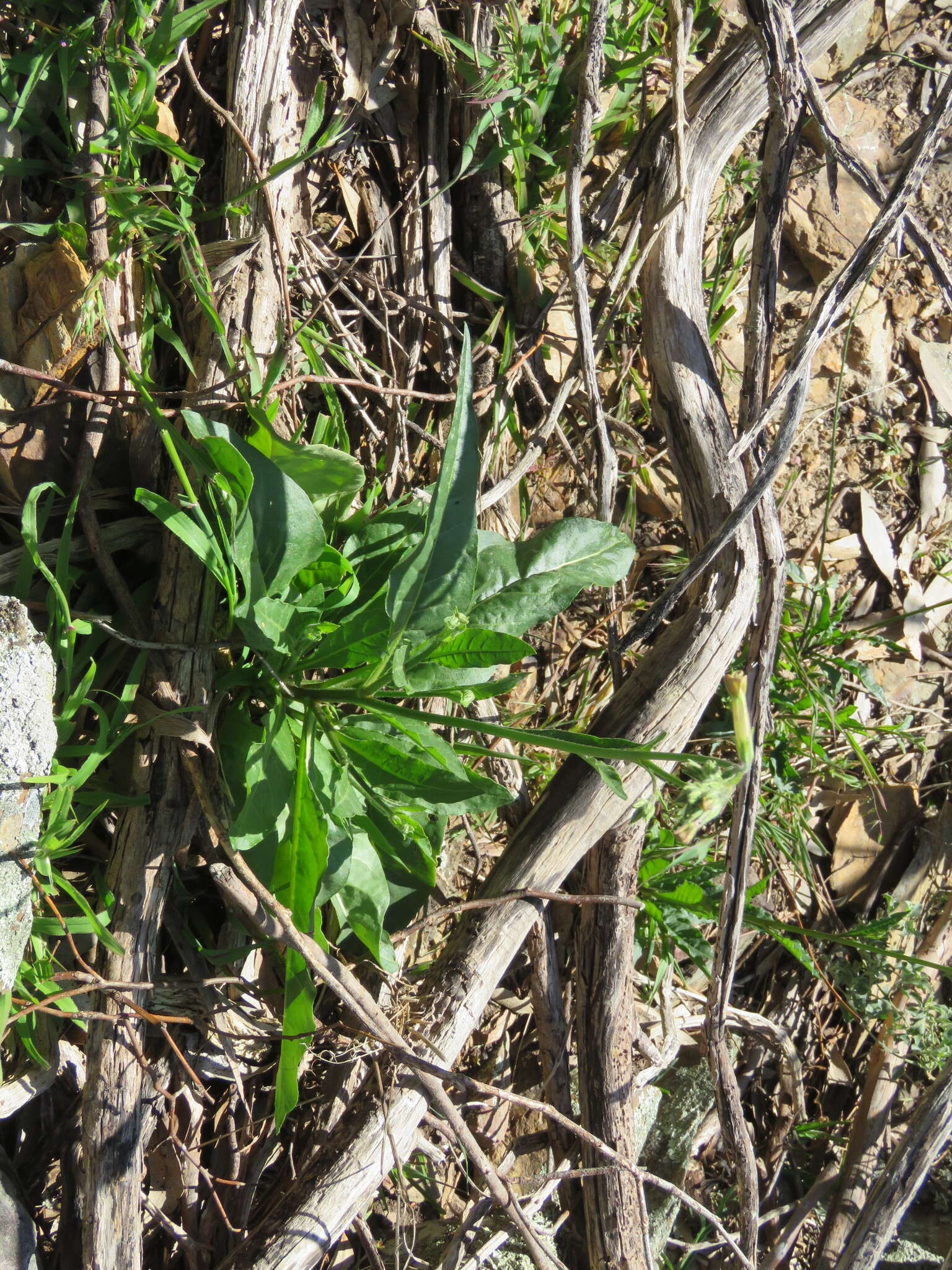 صورة Nicotiana suaveolens Lehm.