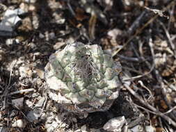 Image of Strombocactus disciformis subsp. disciformis