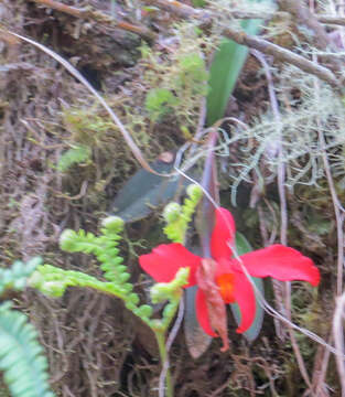 Image of Scarlet Cattleya