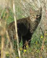 Image of Felis silvestris lybica Forster 1780